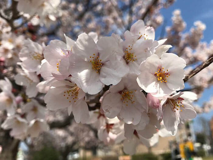 ファイル名の例の、桜の画像